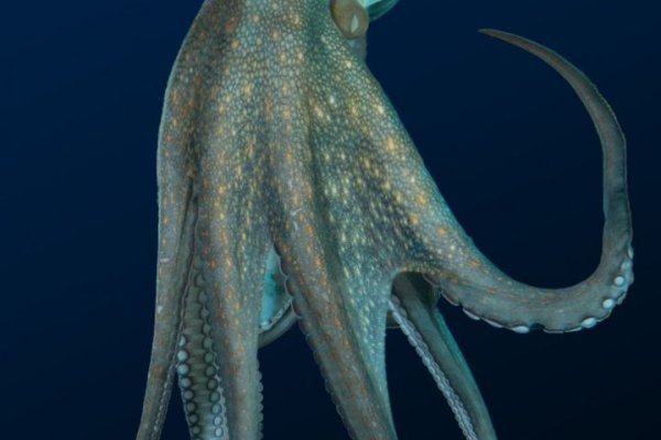 Vk kraken